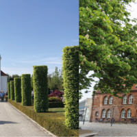 Billede provstestilling blad.png