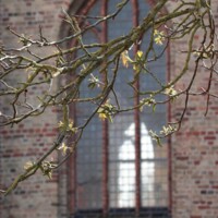 Side 179 - kirkevindue (foto Kevin McLaughlin).jpg