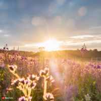 Stiftspræstestævne 2024-2.png