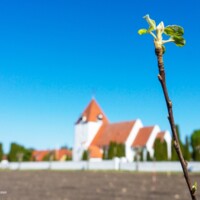 Træplantning ved Sandby Kirke.jpg