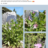 Skærmbillede 2025-06-24 122008.png