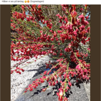 Skærmbillede 2025-06-24 115132.png