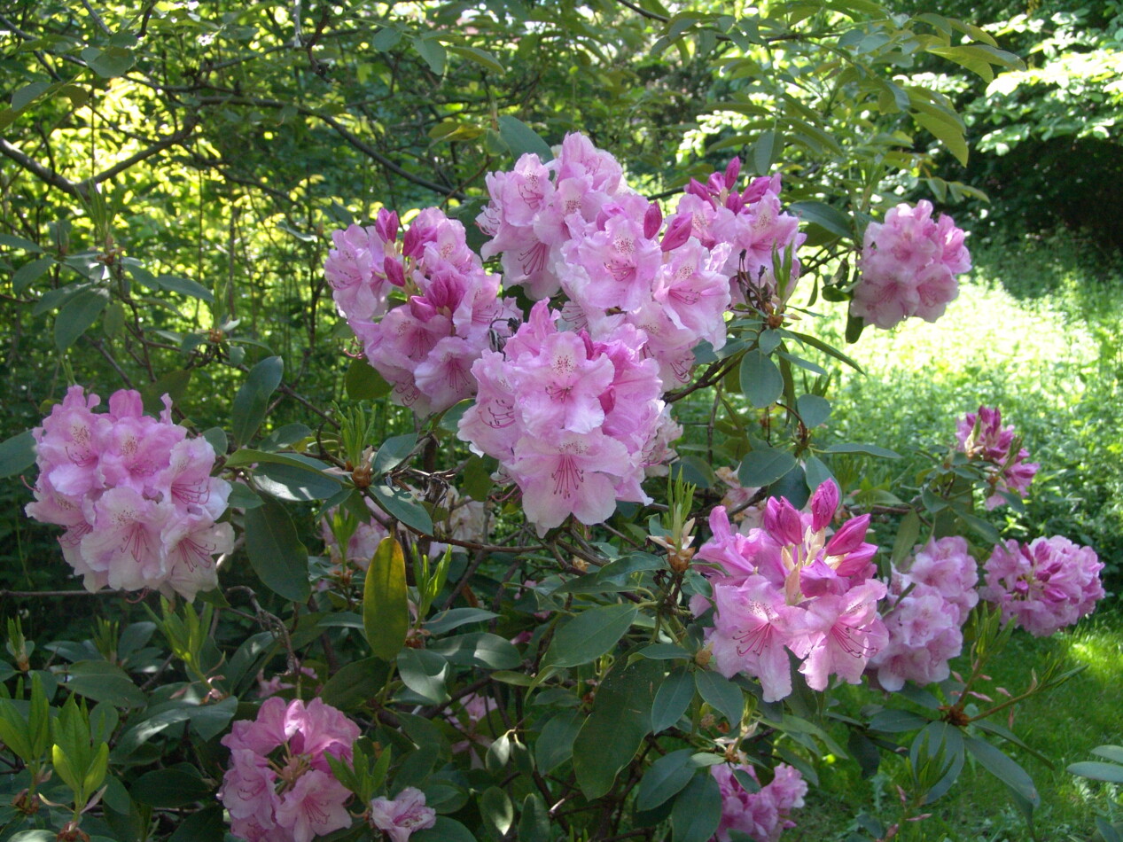 DSC02783.jpg