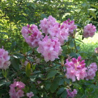 DSC02783.jpg