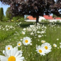 Vild kirkegård ved Sandby Kirke.jpg