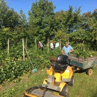 Altervin arbejde i haven.jpg