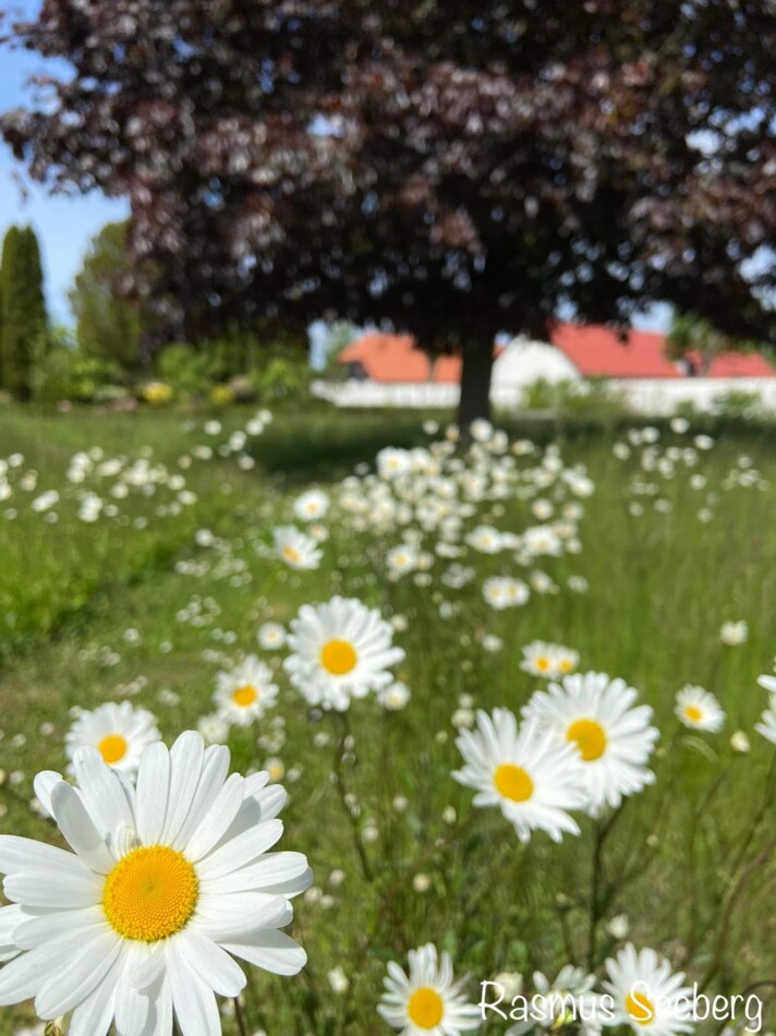 Vild kirkegård ved Sandby Kirke.jpg