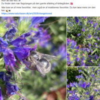 Skærmbillede 2025-06-24 114929.png